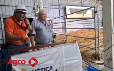 Precio récord: venden en 40 millones de pesos el 50% de una famosa vaca de Cabaña La Lilia