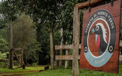 El Puente Verde: En Andresito, Aves Argentinas impulsó una estrategia para preservar la selva misionera que ya se está contagiando hacia los productores locales