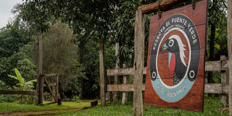 El Puente Verde: En Andresito, Aves Argentinas impulsó una estrategia para preservar la selva misionera que ya se está contagiando hacia los productores locales