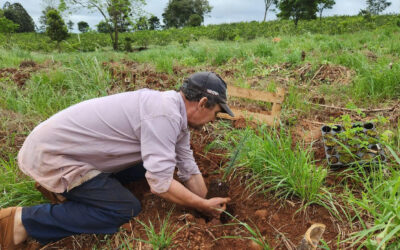 Restauración de la selva misionera: más de 36.000 árboles serán plantados en 2025