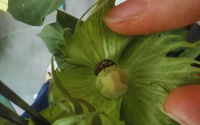 El INTA avanza en el desarrollo de un algodón resistente al picudo