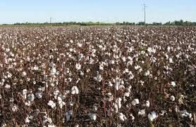 Intensificar las secuencias de cultivos, mejora los rendimientos en algodón