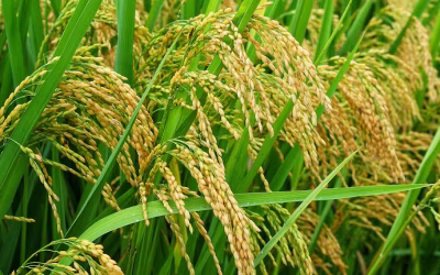 Con un crecimiento del 34%, la producción de arroz registró su segundo mejor volumen desde 2010/11