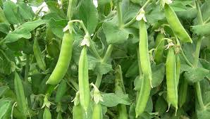 Una campaña mixta en crecimiento para las legumbres en la Argentina