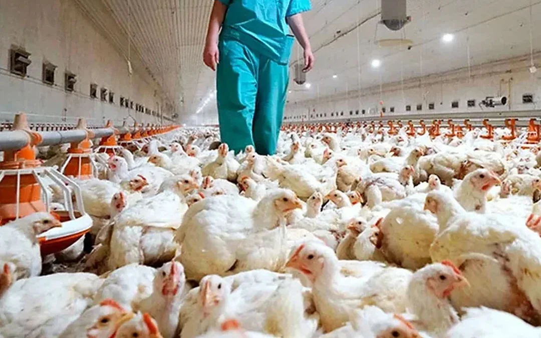 Control estratégico del Aplhitobius Diaperinus en la producción avícola