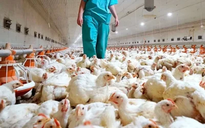 Control estratégico del Aplhitobius Diaperinus en la producción avícola