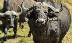 Búfalo por vaca: en una localidad de Corrientes, el 30 % de la carne que se vende como vacuna es bubalina