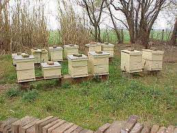 Actualización del stock de colmenas para garantizar la sanidad de los apiarios