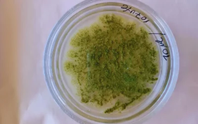 Desarrollan un extracto vegetal con poder antifúngico