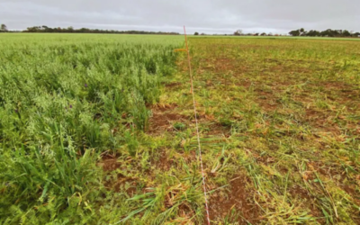 Combinar cultivos de servicios con pastoreo rotativo mejora el suelo