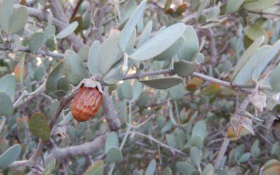 La Rioja cobija a los últimos productores del “oro del desierto” de Argentina