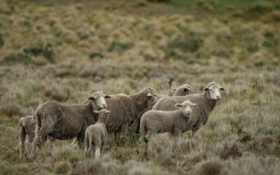 La Mesa Argentina de Carbono anuncia que Verra certificó al primer programa de carbono en pastizales del país
