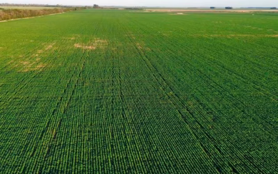Mejora el estado de la soja y del maíz tras las recientes lluvias