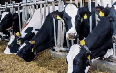 Microorganismos benéficos incrementan la productividad de tambos y feedlots