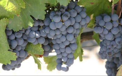 La vendimia 2025, con pronóstico favorable: la producción de uva aumentaría 9%