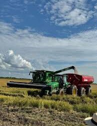 Cosecha de arroz inauguró con rendimientos récord