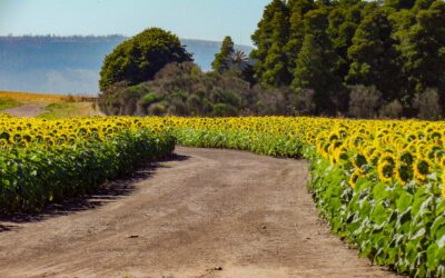 Syngenta y PepsiCo reconocen a los productores por implementar prácticas de agricultura regenerativa
