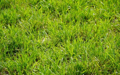 El fósforo es el cimiento sobre el cual crecen todos los cultivos