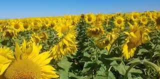 La cosecha de girasol fue una de las mejores de la historia, según la Bolsa de Cereales de Buenos Aires.
