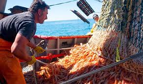 La pesca de langostino se paraliza por altos costos y bajos precios internacionales