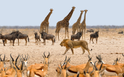 Viaje a Namibia, el desierto más antiguo del mundo, fauna salvaje y tribus ancestrales