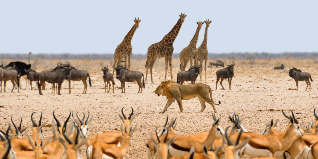 Viaje a Namibia, el desierto más antiguo del mundo, fauna salvaje y tribus ancestrales