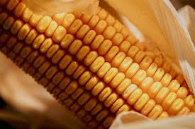 La siembra de maíz temprano alentada por la buena disponibilidad hídrica