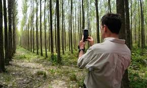 Mejoramiento genético de sauces: un hito en la producción forestal del Delta del Paraná