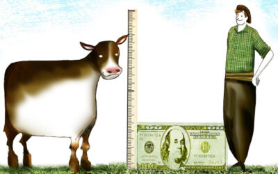 Cómo aprovechar los altos precios de la hacienda en dólares