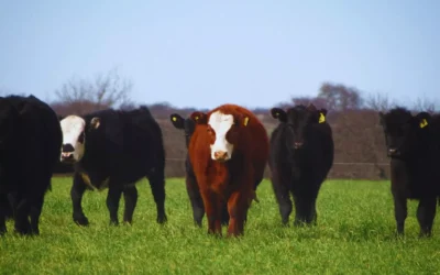 Presentan una nueva variedad de avena