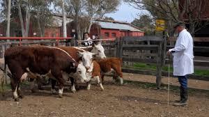 “No hay negocio que aguante”: preocupado, un eslabón clave de la carne espera una revancha