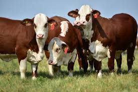 La trazabilidad ganadera: el secreto para una producción más eficiente y rentable