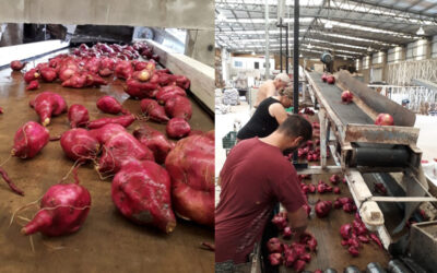 Alianza estratégica para impulsar la producción de batata de calidad