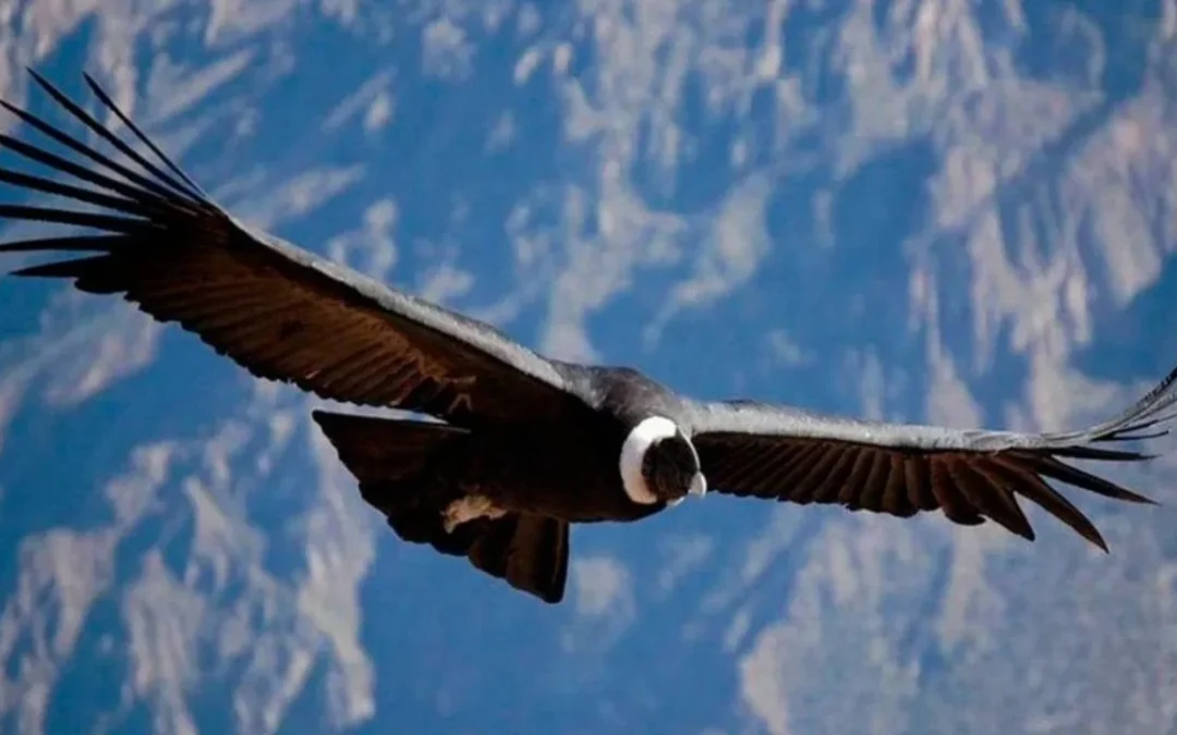 Qué provincias tienen los mejores santuarios para hacer avistajes del Cóndor Andino