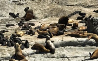Se registró un récord de nacimientos de lobos marinos en Chubut