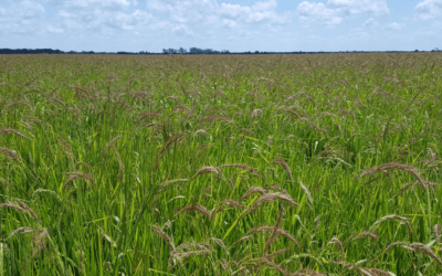 Alerta roja en Entre Ríos: se confirmó otra maleza resistente a herbicidas