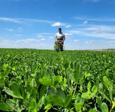 En Córdoba, el maní se apuntala con biológicos para mejorar la calidad y enfrentar el estrés