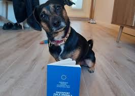 Cómo retornar con una mascota a la Unión Europea con pasaporte veterinario