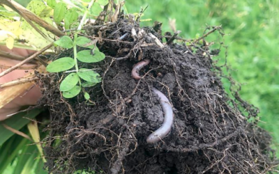 FERTILIZAR AC presenta el Manual educativo “Somos Nuestro Suelo”