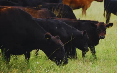 Avanzan en el desarrollo de una nueva vacuna contra el virus de la fiebre aftosa