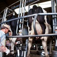 La producción de leche creció 10,9% en el primer trimestre de 2025