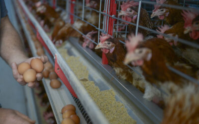 Las exportaciones de huevo industrializado crecieron un 20% en volumen