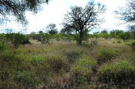 Una pastura para optimizar la producción ganadera