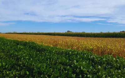 Rotar cultivos mejora hasta un 70 % la calidad del suelo