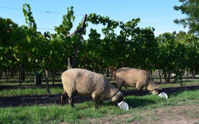 Herramienta que permite encarar múltiples negocios con ovinos caprinos, dentro de plantaciones de  frutales y otros cultivos evitando daños.