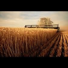 Una década para cerrar la brecha: Argentina frente al agro de Brasil y Estados Unidos