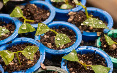 El INTA aplica selección genómica en el mejoramiento forestal