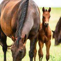 La exportación de equinos en pie creció 9% en el primer bimestre del 2025