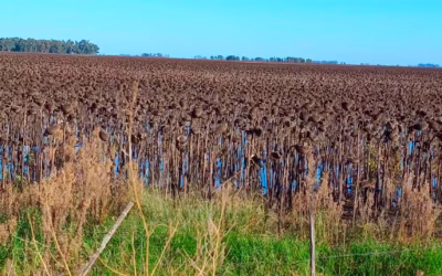 Inundaciones, caminos anegados y problemas para cosechar: el drama que afecta al agro en primera persona