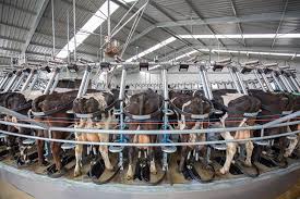 El Futuro de la Industria Láctea: Soluciones de ordeñe inteligente para una producción más eficiente y sostenible